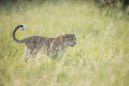 在非洲南部的Kruge公园中黑豹在草原上行走非洲南部的felida的SptiPanhrpdus家庭图片