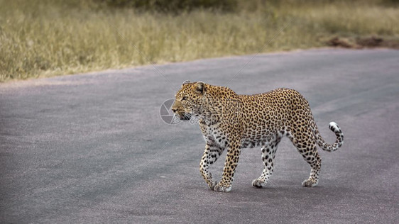 在非洲南部的Kruge公园中走在游猎路上的豹子非洲南部的felida的SptiPanhrpdus家庭图片