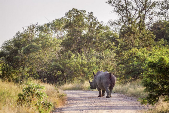 南部非洲Kruge公园后视线南部非洲Kruge公园南白犀牛庭部非洲Kruge公园南白犀牛图片