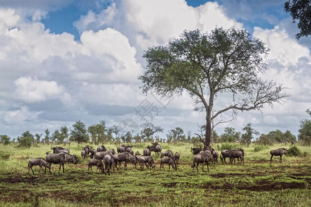 在非洲南部的Kruge公园绿草原上放牧非洲南部的Kruge公园的bovidae的Spcionhaetsurins家庭图片
