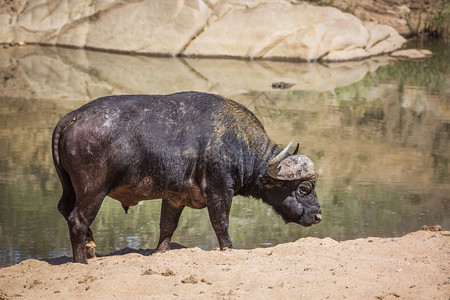非洲水牛在南Kruge公园的河岸上反弹非洲南部Kruge公园的非洲水牛Bovidae的SpciComptruscafer家庭图片
