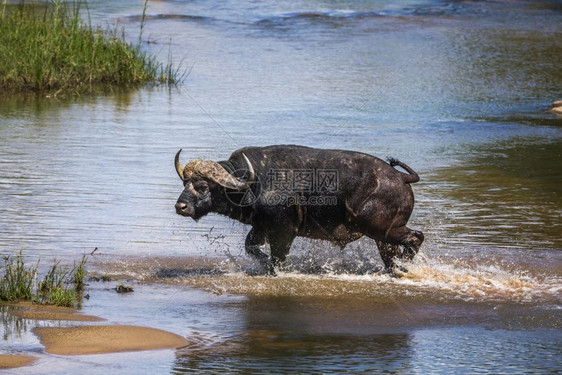 非洲水牛在南Kruge公园的河流中奔跑非洲南部Kruge公园的非洲水牛Bovidae的SpciComptruscafer家庭图片