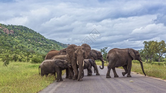 非洲灌木大象穿越非洲南部Kruge公园的Kuge公园的路非洲大象家族的Speciloxdntafricn家庭图片