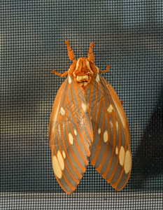 在西弗吉尼亚州一只被称为CitheroniaRegalis的大型帝王蛾降落在窗纱上的宏观图像大的帝王蛾或帝王城蛾落在窗纱上图片