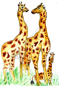 手画漫可爱的动物长颈鹿水彩色插图图片