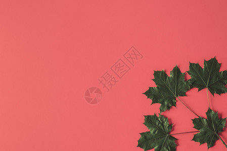 秋天到来的概念深绿色干叶树在红色背景的角落在桃色背景的绿叶视图上图片