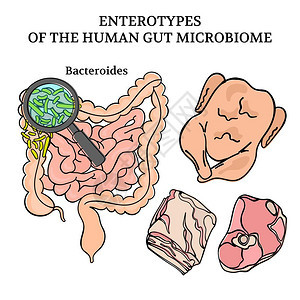 微生物肠内型白血化剂药物病媒说明图片