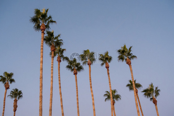 日落时棕榈树在洛杉磯的大道上图片