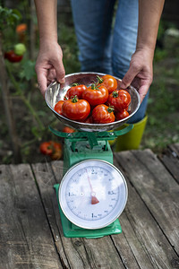 女人把西红柿放在天平上家庭有机花园测量农场里西红柿的重量图片