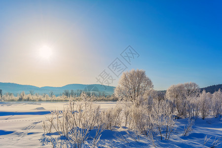 冬季风景有蓝色天空白冻树木和雪上动物足迹图片