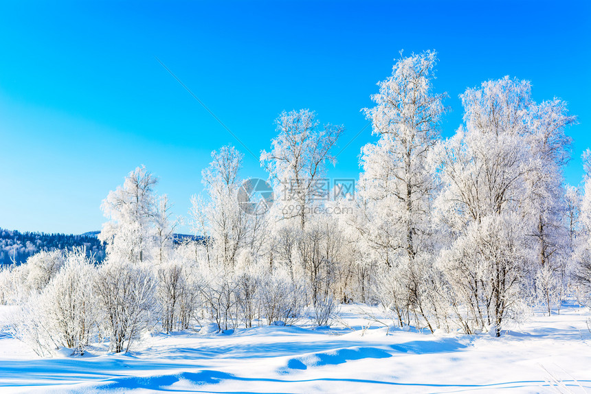美丽的山地景观有蓝色天空和白冬季雪树图片