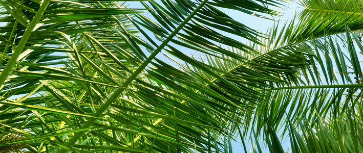 棕榈叶和蓝天空的背景图片
