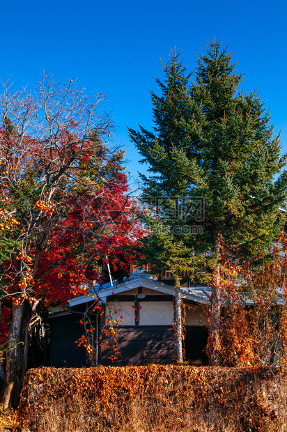 2018shimoyshidaJpn古老的经典edo风格当地日本人的房子在多彩秋树和枝上有许多水果的persimon树上图片