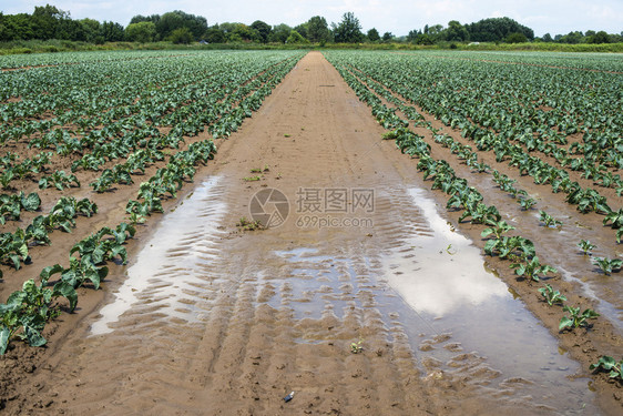 阳光下的白菜农场有小的白菜厂排子水图片