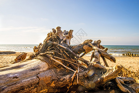草原奥泽乔沃带漂浮木的海滨图片