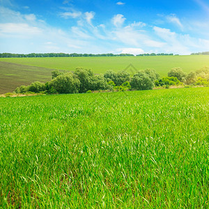 绿色地和蓝天空农业景观图片