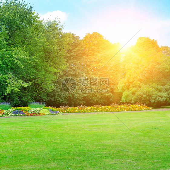 花园里有美丽的朵和阳光春天的风景图片