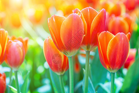 冬或春日在郁金香田的花和绿叶背景中用于明信片美容装饰和农业设计图片