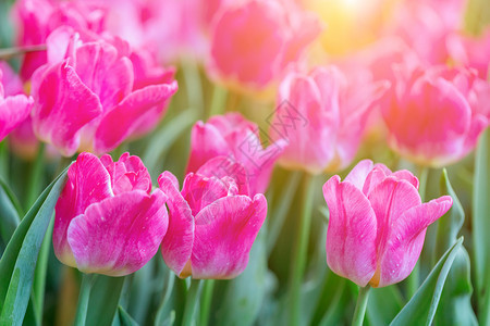 冬或春日在郁金香田的花和绿叶背景中用于明信片美容装饰和农业设计图片