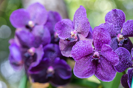 冬季花园里的紫色兰花图片