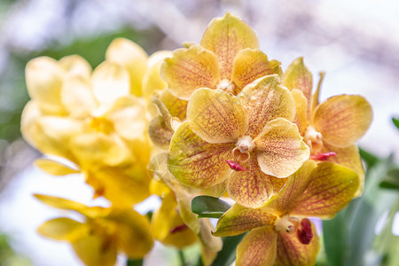 冬季花园里的黄色兰花图片
