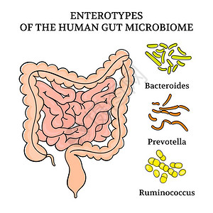 人类肠内微生物医学插图的内肠型图片