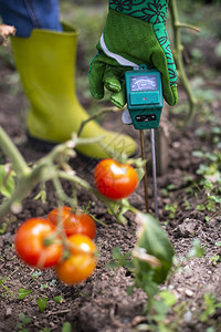 土壤湿度计测试器用数字设备测量番茄植物湿度的土壤花园中的女农民业新技术的概念图片