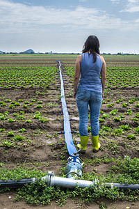 种植农业用地和自来水管道妇女在冰山生菜植物前面图片