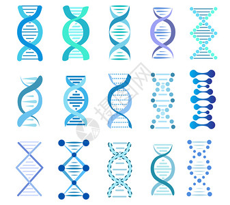 基因模型dna片段集种群矢量说明插画