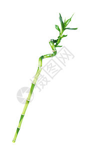 幸运竹子dracensderi的长种植干绿叶扭曲成螺旋状形孤立在白色背景上图片