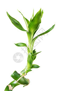 有绿叶的幸运竹子dracensderi以白色背景隔绝扭曲成螺旋状形图片