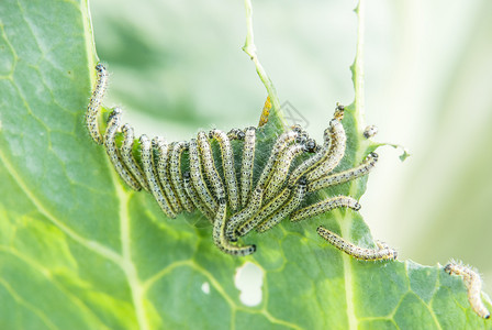 许多卷心蝴蝶毛虫吃菜叶图片