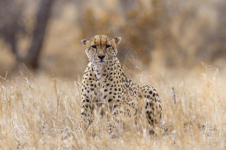 非洲南部Kruge公园的猎豹Felidaf的cpiancoexjubats家庭图片
