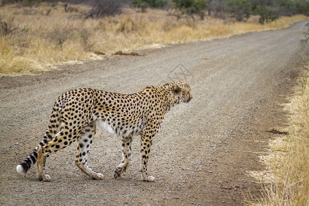 非洲南部Kruge公园的猎豹Felidaf的cpiancoexjubats家庭图片