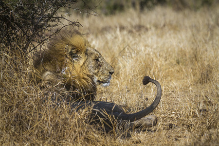 Kruge公园中的非洲狮子南部felida的SpciPanthrlo家庭图片