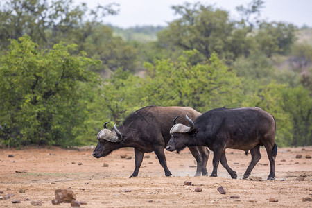 南非洲Kruge公园的2头非洲水牛大公非洲南部Kruge公园的2头非洲水牛图片