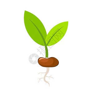 豆类种子发芽过程插画_豆类种子发芽过程卡通_豆类种子发芽过程插图