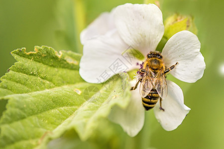 蜜蜂在夏季的德国棉花糖上图片