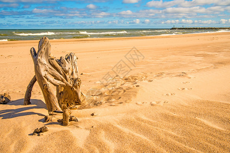 黄海滩上漂浮的木头图片