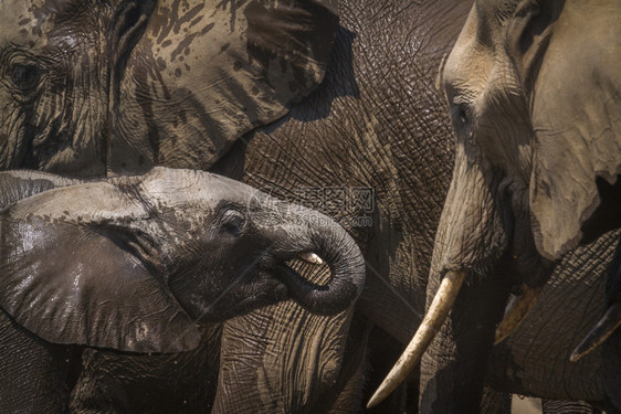 南非洲Kruge公园的非洲灌木大象家族的灌木大象南部Kruge公园的非洲灌木大象图片