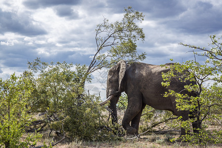非洲灌木大象在南非洲Kruge公园的灌木阴影中休息非洲大象的家族图片