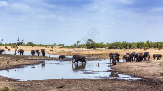 Kruge公园湖边风景中的非洲灌木大象的家庭图片