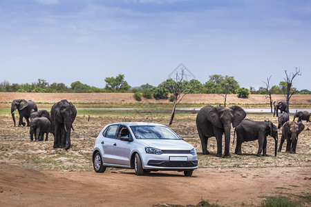 观光者在南部非洲的Kruge公园观看非洲灌木大象的Africanloxtafricn家庭图片