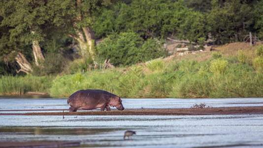 南非洲Kruge公园的河马非洲南部Kruge公园的河马非洲米达的两栖人家庭图片