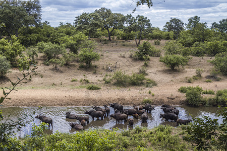 非洲水牛群在南部Kruge公园的河中洗澡非洲南部Kruge公园的非洲水牛群南部Kruge公园的非洲水牛群图片