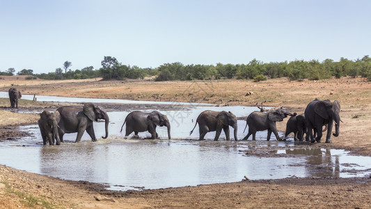 非洲灌木大象群穿过非洲南部Kruge公园的水井非洲大象的家庭图片