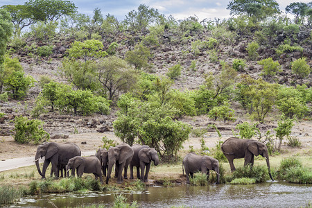 非洲灌木大象群在南部非洲的Kruge公园的水井中饮用非洲大象的Speciloxdntafricn家庭图片
