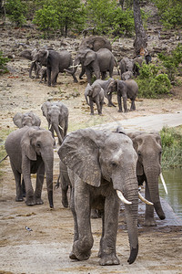 南非洲Kruge公园非洲灌大象群的非洲家庭南Kruge公园的非洲灌大象群图片