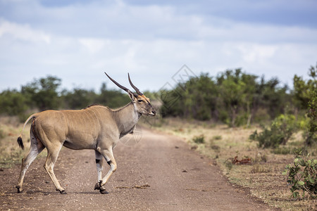 非洲南部的Kruge公园非洲南部的Kruge公园的Specitaurogsoyx家族图片