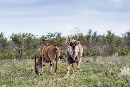 Kruge公园非洲南部bavide的Spcitaurogsoyx家庭农村国公园的普通eland非洲南部图片